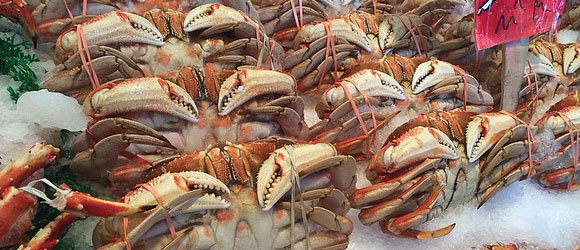osusume-title-snow-crab