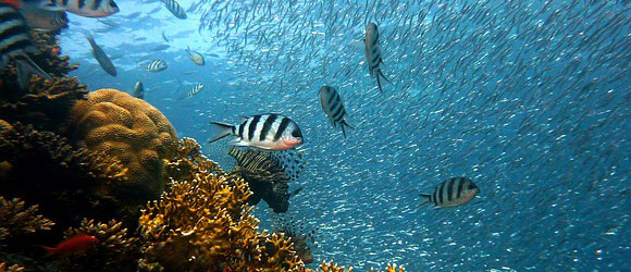 osusume-title-ps3-openworld